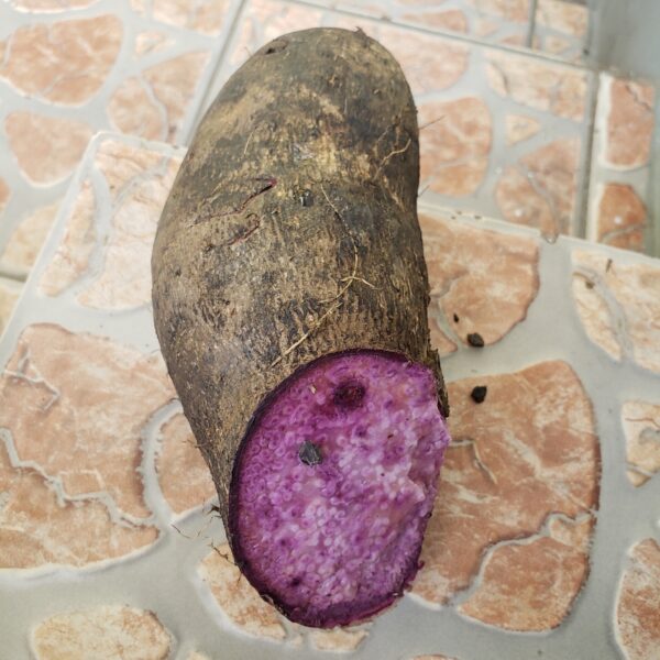 Dioscorea alata / Dioscorea rubella / Elephantodon eburnea - Purple yam, Ube, Greater Yam - Image 9