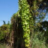 Dioscorea alata / Dioscorea rubella / Elephantodon eburnea - Purple yam, Ube, Greater Yam - Image 10