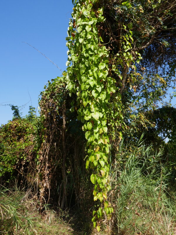 Dioscorea alata / Dioscorea rubella / Elephantodon eburnea - Purple yam, Ube, Greater Yam - Image 10