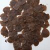 Dioscorea alata / Dioscorea rubella / Elephantodon eburnea - Purple yam, Ube, Greater Yam - Image 11