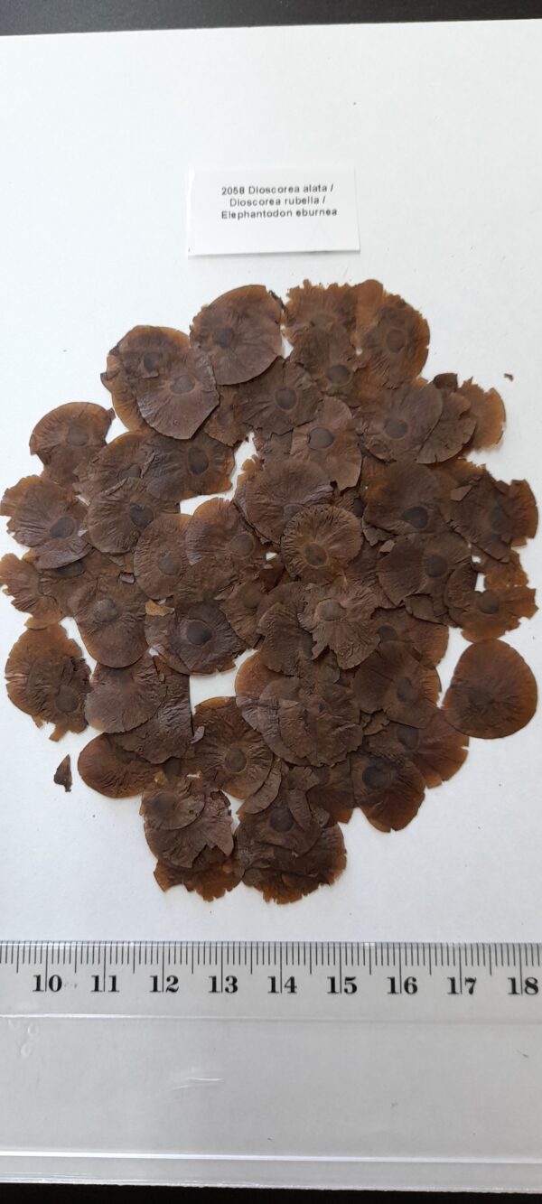 Dioscorea alata / Dioscorea rubella / Elephantodon eburnea - Purple yam, Ube, Greater Yam - Image 11