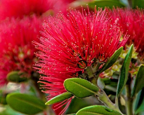 Metrosideros excelsa - Metrosidero, fire tree, pohutokawa (in maori), new zealand christmas tree - Image 2