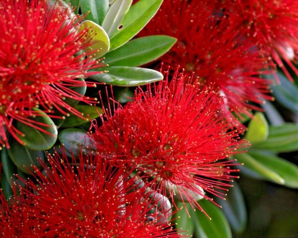 Metrosideros excelsa - Metrosidero, fire tree, pohutokawa (in maori), new zealand christmas tree - Image 3