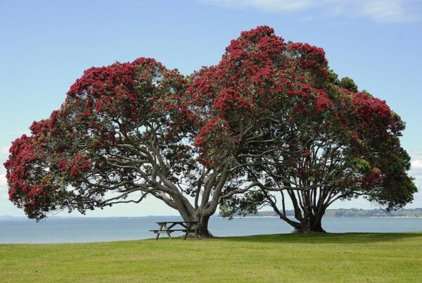 Metrosideros excelsa - Metrosidero, fire tree, pohutokawa (in maori), new zealand christmas tree - Image 4