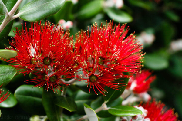 Metrosideros excelsa - Metrosidero, fire tree, pohutokawa (in maori), new zealand christmas tree - Image 5