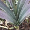 Allium porrum 'St Victor D'Hiver' - Violet Leaf, Leek Saint Victor - Image 2