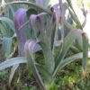 Allium porrum 'St Victor D'Hiver' - Violet Leaf, Leek Saint Victor - Image 3