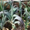 Allium porrum 'St Victor D'Hiver' - Violet Leaf, Leek Saint Victor - Image 4