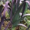Allium porrum 'St Victor D'Hiver' - Violet Leaf, Leek Saint Victor - Image 5