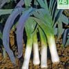 Allium porrum 'St Victor D'Hiver' - Violet Leaf, Leek Saint Victor - Image 6