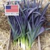 Allium porrum 'St Victor D'Hiver' - Violet Leaf, Leek Saint Victor - Image 13