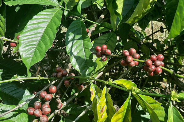 Coffea canephora - Robusta coffee