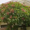 Plumeria rubra - Frangipani - Image 2