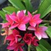 Plumeria rubra - Frangipani - Image 3