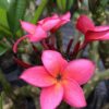 Plumeria rubra - Frangipani - Image 4