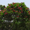 Plumeria rubra - Frangipani - Image 5
