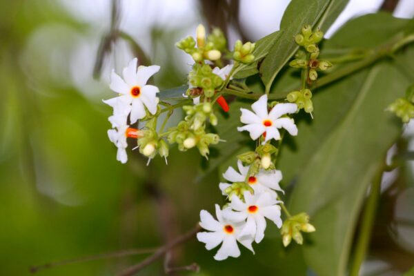 Nyctanthes arbor-tristis - Night-Flowering Jasmine, Jasmim Of The Night, Tree Of Sadness, Parijat, Tree of - Image 12