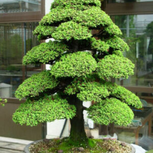 Cryptomeria japonica - Japanese Cedar, Sugi