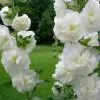 Alcea Rosea Chaters Double White - Alcea, Atléia, Royal Malva, Malvaisco, Hollyhock - Image 2