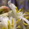 Lonicera fragrantissima - Winter-Flowering Honeysuckle, Fragrant Shrub - Image 2