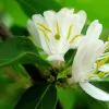 Lonicera fragrantissima - Winter-Flowering Honeysuckle, Fragrant Shrub - Image 3