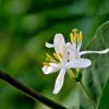 Lonicera fragrantissima - Winter-Flowering Honeysuckle, Fragrant Shrub - Image 4