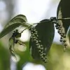Piper nigrum - Black pepper, Blackpepper, Peppercorn - Image 2