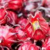 Hibiscus sabdariffa / Sabdariffa rubra / Abelmoschus cruentus - Roselle, Jamaican Sorrel, Florida Cranberry, Indian Roselle, Red Sorrel