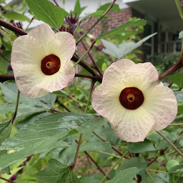 Hibiscus sabdariffa / Sabdariffa rubra / Abelmoschus cruentus - Roselle, Jamaican Sorrel, Florida Cranberry, Indian Roselle, Red Sorrel - Image 2