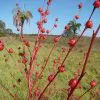 Hibiscus sabdariffa / Sabdariffa rubra / Abelmoschus cruentus - Roselle, Jamaican Sorrel, Florida Cranberry, Indian Roselle, Red Sorrel - Image 3
