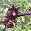 Hibiscus sabdariffa / Sabdariffa rubra / Abelmoschus cruentus - Roselle, Jamaican Sorrel, Florida Cranberry, Indian Roselle, Red Sorrel - Image 4