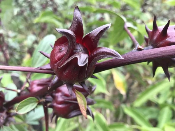 Hibiscus sabdariffa / Sabdariffa rubra / Abelmoschus cruentus - Roselle, Jamaican Sorrel, Florida Cranberry, Indian Roselle, Red Sorrel - Image 4