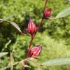Hibiscus sabdariffa / Sabdariffa rubra / Abelmoschus cruentus - Roselle, Jamaican Sorrel, Florida Cranberry, Indian Roselle, Red Sorrel - Image 5