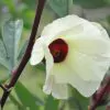 Hibiscus sabdariffa / Sabdariffa rubra / Abelmoschus cruentus - Roselle, Jamaican Sorrel, Florida Cranberry, Indian Roselle, Red Sorrel - Image 6