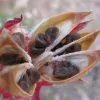Hibiscus sabdariffa / Sabdariffa rubra / Abelmoschus cruentus - Roselle, Jamaican Sorrel, Florida Cranberry, Indian Roselle, Red Sorrel - Image 7