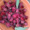 Hibiscus sabdariffa / Sabdariffa rubra / Abelmoschus cruentus - Roselle, Jamaican Sorrel, Florida Cranberry, Indian Roselle, Red Sorrel - Image 9