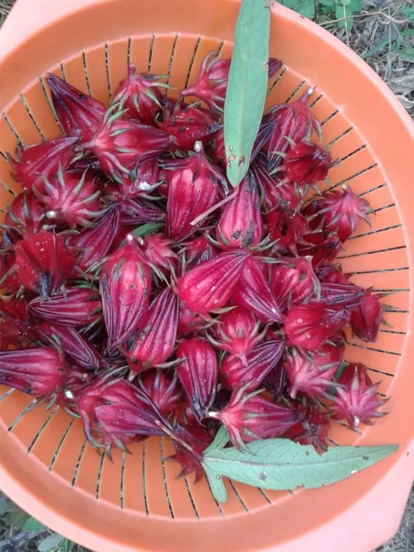 Hibiscus sabdariffa / Sabdariffa rubra / Abelmoschus cruentus - Roselle, Jamaican Sorrel, Florida Cranberry, Indian Roselle, Red Sorrel - Image 9