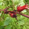 Hibiscus sabdariffa / Sabdariffa rubra / Abelmoschus cruentus - Roselle, Jamaican Sorrel, Florida Cranberry, Indian Roselle, Red Sorrel - Image 10