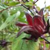 Hibiscus sabdariffa / Sabdariffa rubra / Abelmoschus cruentus - Roselle, Jamaican Sorrel, Florida Cranberry, Indian Roselle, Red Sorrel - Image 11