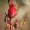 Hibiscus sabdariffa / Sabdariffa rubra / Abelmoschus cruentus - Roselle, Jamaican Sorrel, Florida Cranberry, Indian Roselle, Red Sorrel - Image 12