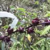 Hibiscus sabdariffa / Sabdariffa rubra / Abelmoschus cruentus - Roselle, Jamaican Sorrel, Florida Cranberry, Indian Roselle, Red Sorrel - Image 13