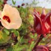 Hibiscus sabdariffa / Sabdariffa rubra / Abelmoschus cruentus - Roselle, Jamaican Sorrel, Florida Cranberry, Indian Roselle, Red Sorrel - Image 14