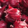 Hibiscus sabdariffa / Sabdariffa rubra / Abelmoschus cruentus - Roselle, Jamaican Sorrel, Florida Cranberry, Indian Roselle, Red Sorrel - Image 15