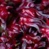 Hibiscus sabdariffa / Sabdariffa rubra / Abelmoschus cruentus - Roselle, Jamaican Sorrel, Florida Cranberry, Indian Roselle, Red Sorrel - Image 16