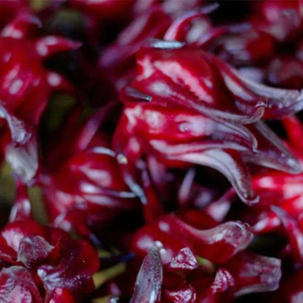 Hibiscus sabdariffa / Sabdariffa rubra / Abelmoschus cruentus - Roselle, Jamaican Sorrel, Florida Cranberry, Indian Roselle, Red Sorrel - Image 16