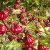 Hibiscus sabdariffa / Sabdariffa rubra / Abelmoschus cruentus - Roselle, Jamaican Sorrel, Florida Cranberry, Indian Roselle, Red Sorrel - Image 18