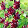 Hibiscus sabdariffa / Sabdariffa rubra / Abelmoschus cruentus - Roselle, Jamaican Sorrel, Florida Cranberry, Indian Roselle, Red Sorrel - Image 22
