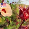 Hibiscus sabdariffa / Sabdariffa rubra / Abelmoschus cruentus - Roselle, Jamaican Sorrel, Florida Cranberry, Indian Roselle, Red Sorrel - Image 24