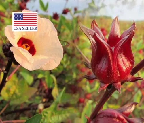 Hibiscus sabdariffa / Sabdariffa rubra / Abelmoschus cruentus - Roselle, Jamaican Sorrel, Florida Cranberry, Indian Roselle, Red Sorrel - Image 24
