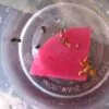 Smoke Primer - Fynbos Germinator Disc - (1 disc) Smoke Infused Paper Disc Germination Aid for - Image 4